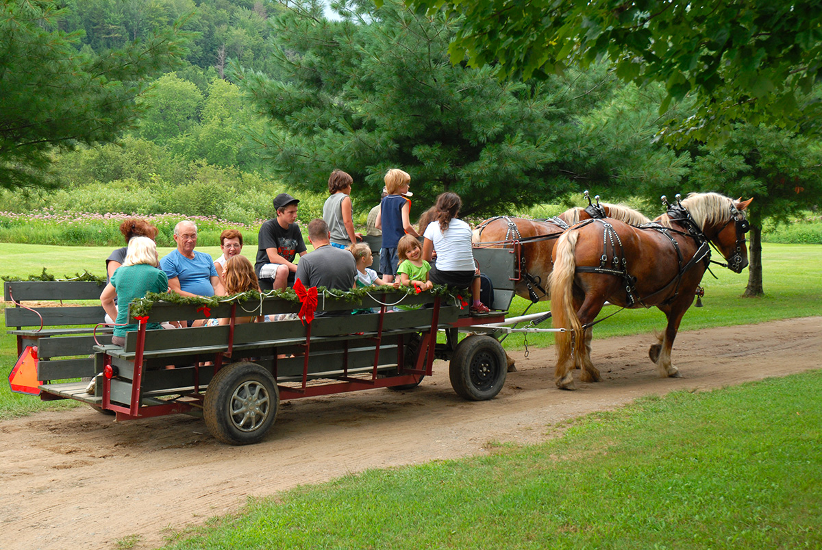 Hay cart ride on the Camping Nature Plein Air site